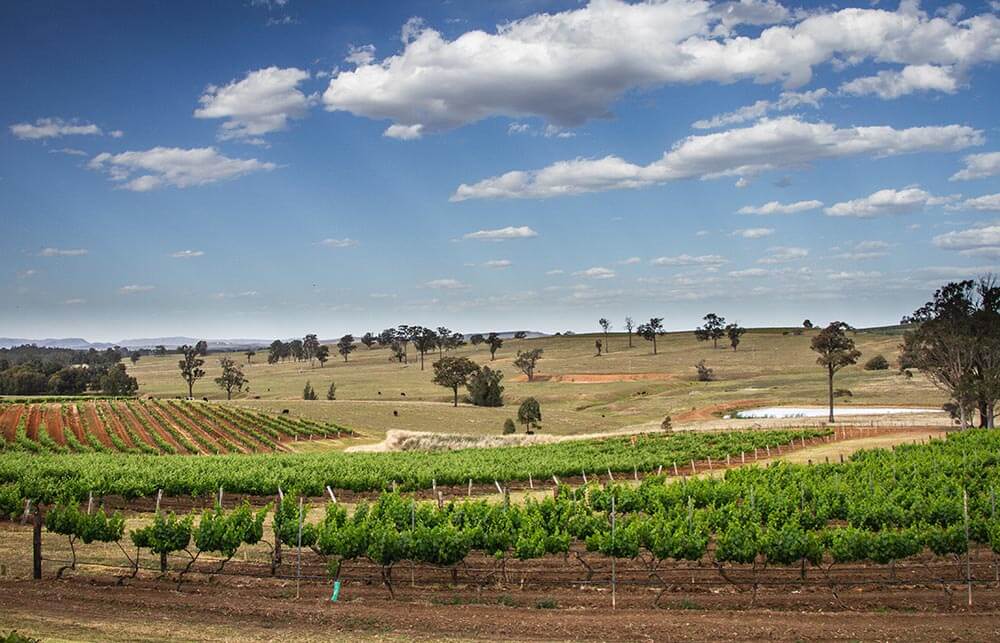 Hunter Valley Lunch Tours: Fun and Informative Afternoon Adventures