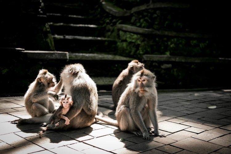 Bali Monkey Temple
