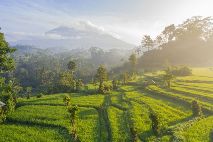 Rice Terraces in Bali